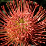 Leucospermum Succession 32cm Pot