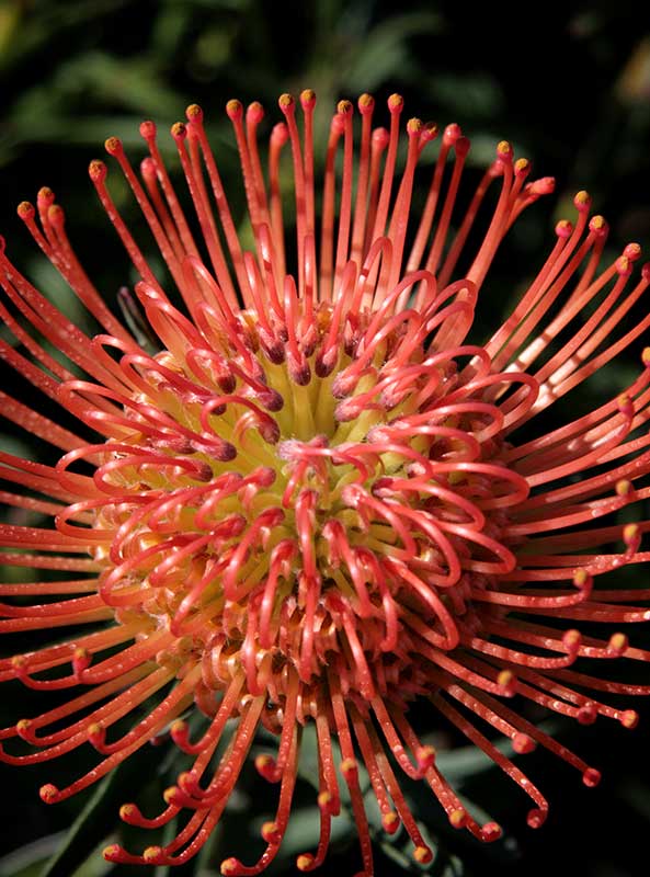 Leucospermum Succession 32cm Pot