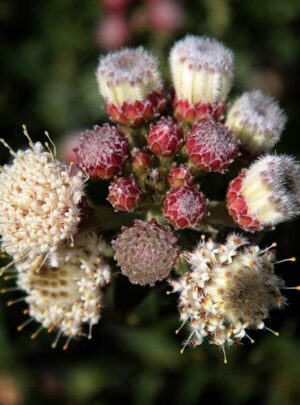 Sweet Lucy Leucospermum (pincushion) 22cm Pot