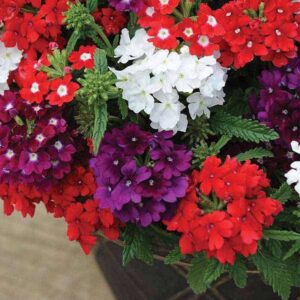 Verbena Assorted 15cm Pot