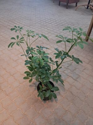 Schefflera Actinophylla (Umbrella Tree) 19cm Pot