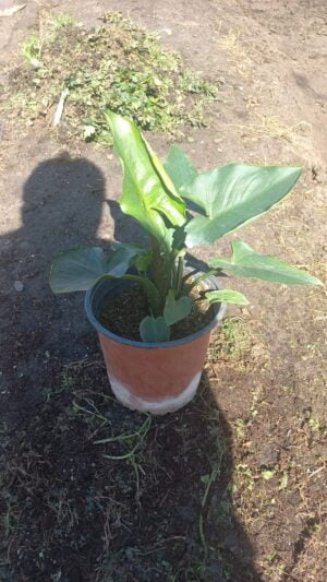 Zantedeschia Green Goddess 15cm Pot