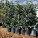 Cupressocyparis Leylandii Tree 20lt Leylandii Cypress tree
