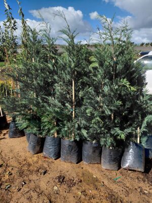Cupressocyparis Leylandii Tree 20lt Leylandii Cypress tree