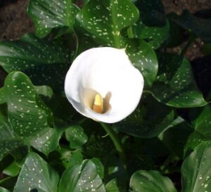 Zantedeschia Aethiopica Spotted 15cm Pot