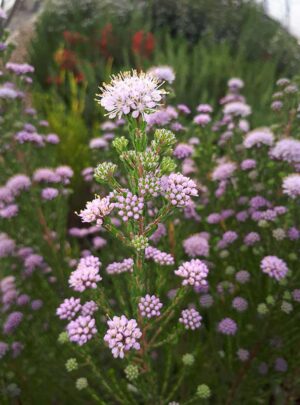 Buchu Serpyllacea 22cm Pot