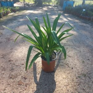 Amaryllis Belladonna 17cm Pot