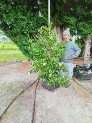 Camellia sasanqua 'Polar Ice' 70lt