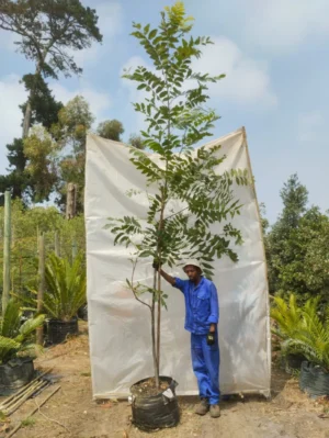 Carya illinoinensis (Pecan nut) 70lt