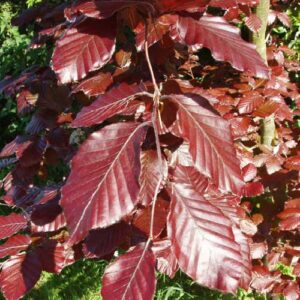 Copper Beech Tree 25lt