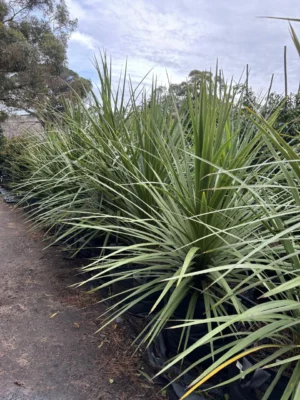 Cordyline Australis 70lt