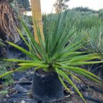 Dracaena Draco 20lt