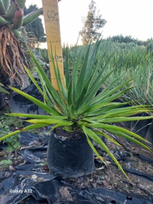 Dracaena Draco 20lt