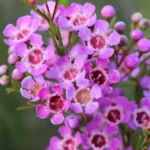 Geraldton Wax 'Kalbarri' 15cm Pot