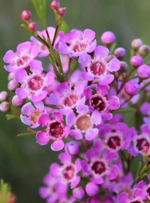 Geraldton Wax 'Kalbarri' 15cm Pot