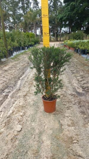 Leptospermum Alba White 22cm Pot