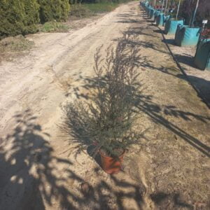 Leptospermum Cherry Brandy 22cm Pot Tea Tree Cherry Brandy 22cm Pot