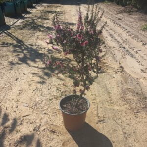 Leptospermum Single Pink 22cm Pot Pot Tea Tree single pink 22cm Pot