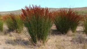 Thamnochortus Insignis 17cm Pot