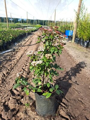 Viburnum Tinus 'Eve Prince' 10lt