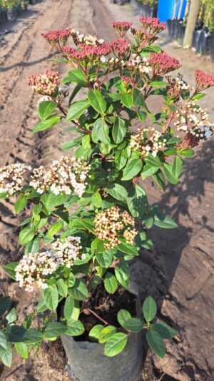 Viburnum Tinus 'Eve Prince' 10lt