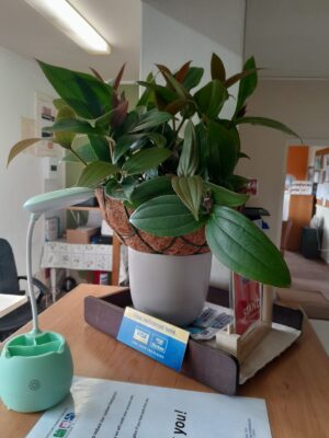 Medinilla Magnifica in Wired Coir Basket