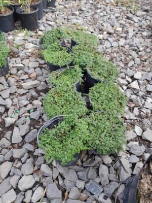 Thyme Snow Drift 17cm Pot