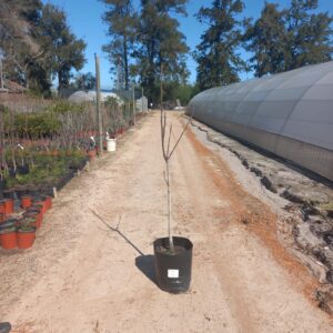 Walnut Tree 20L