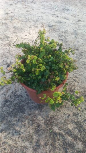 Tickey Creeper 22cm Pot