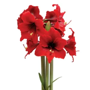 Amaryllis Sonatini - Fire Dancer® Bulbs