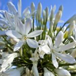 Agapanthus Silver Baby 4lt