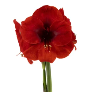 Amaryllis Symphony Single - Cayenne® Bulbq