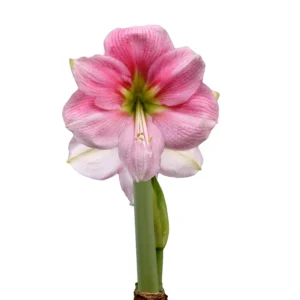 Amaryllis Symphony Single - Blushing Bride® Bulb