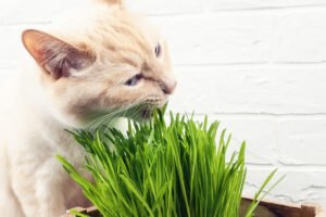 Cat Grass 12cm Pot