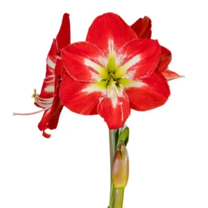 Amaryllis Symphony Single - Cocktail® Bulb