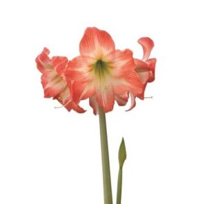 Amaryllis Sonata Single - Daiquiri® Bulbs