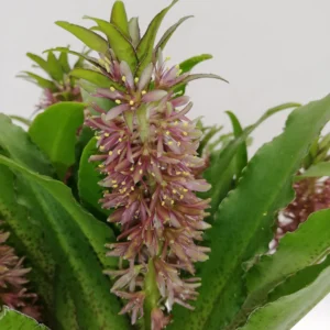 Eucomis Vandermerwei Bulbs