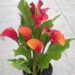 Zantedeschia Inferno Bulbs