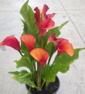 Zantedeschia Inferno Bulbs