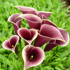 Zantedeschia Persia Bulbs