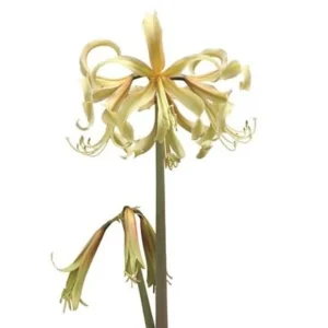 Amaryllis Sonatini - Saffron® Bulbs