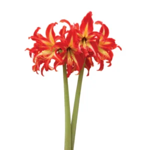 Amaryllis Sonatini - Swazi® Bulbs