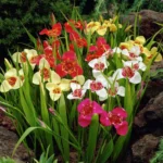 Summer Bulbs