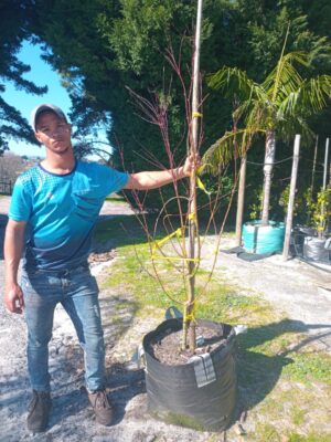 Acer Palmatum ‘Atropurpureum’ (Red Japanese Maple) 70lt