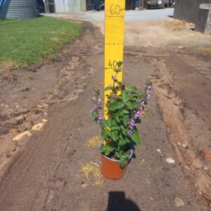 Hypoestes Aristata Purple 17cm (ribbon bush)