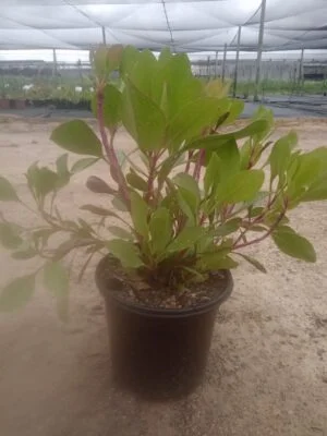 King Pink Protea 17cm Pot