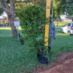 Syzygium Paniculatum 50lt Eugenia Tree
