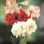 Amaryllis Bulbs