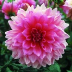 Dahlia Bulbs