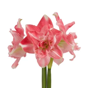 Amaryllis Symphony Double - First Love® Bulb